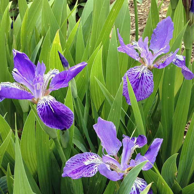 Iris (v) tectorum