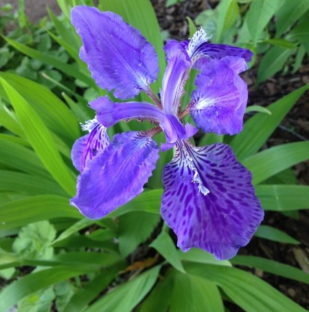 Iris (v) tectorum