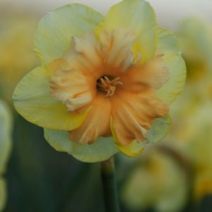 Narcissus - Div. 11a (splitcorona) HARPSICHORD Y-P