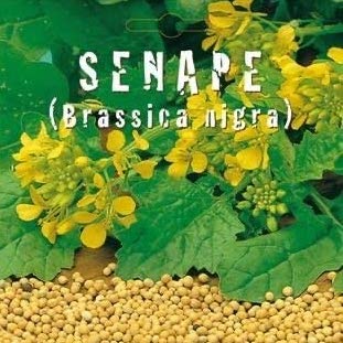 SENAPE Brassica nigra - Sinapis alba