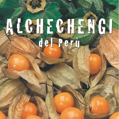ALCHECHENGI DEL PERÙ Physalis alkekengi