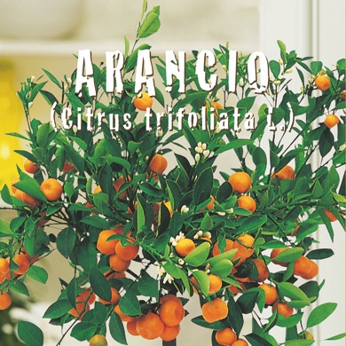 ARANCIO Citrus trifoliata L.