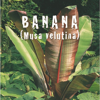 BANANA Musa velutina