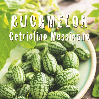 CUCAMELON CETRIOLINO MESSICANO Melothria scabra