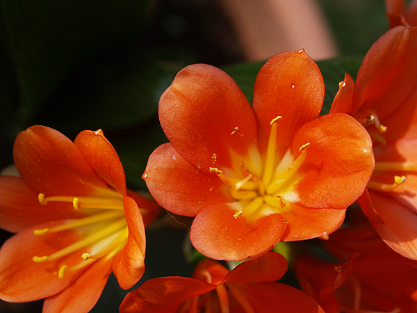 Clivia miniata