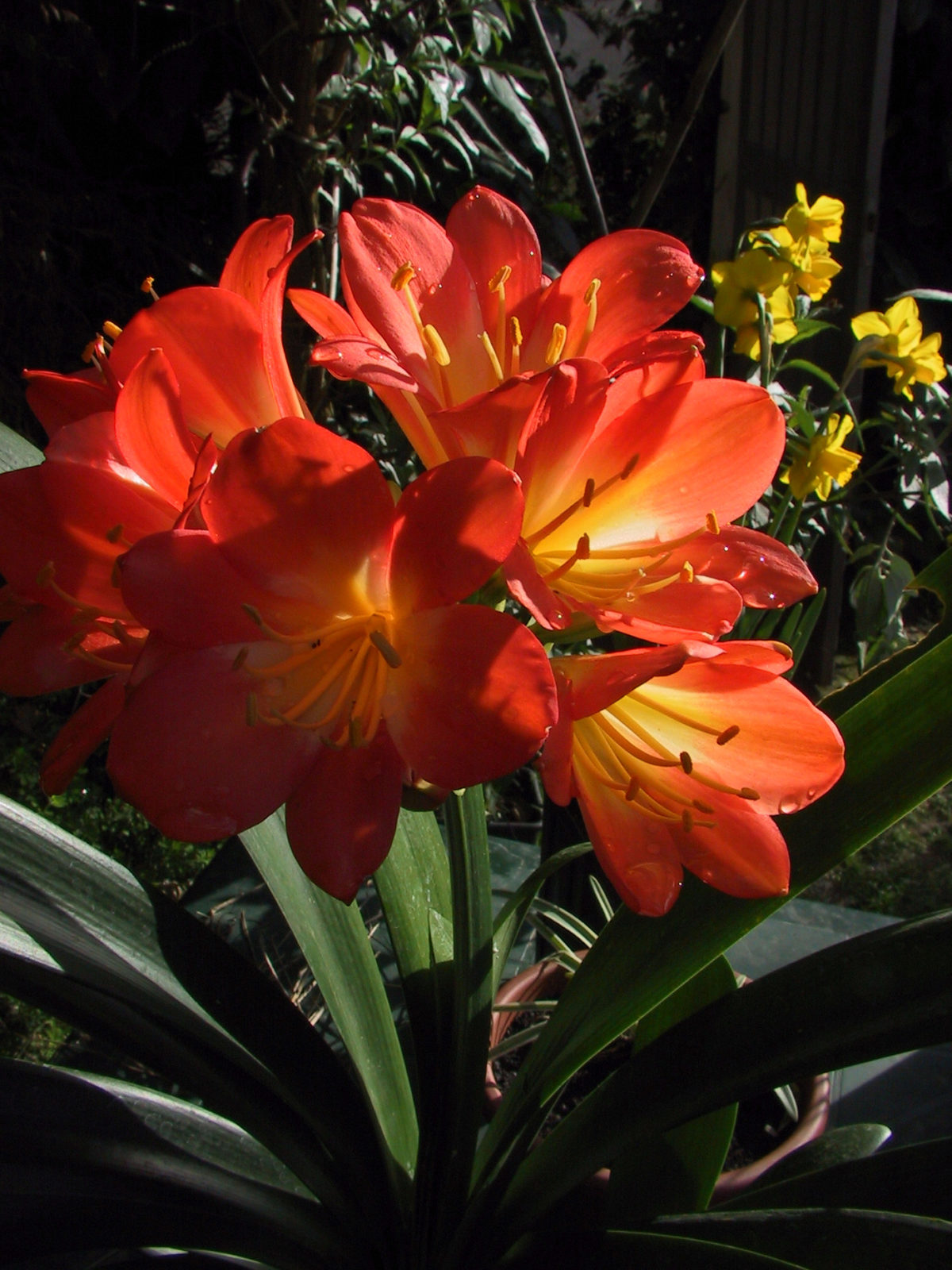 Clivia (v) miniata