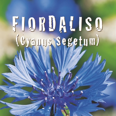 FIORDALISO Cyanus Segetum