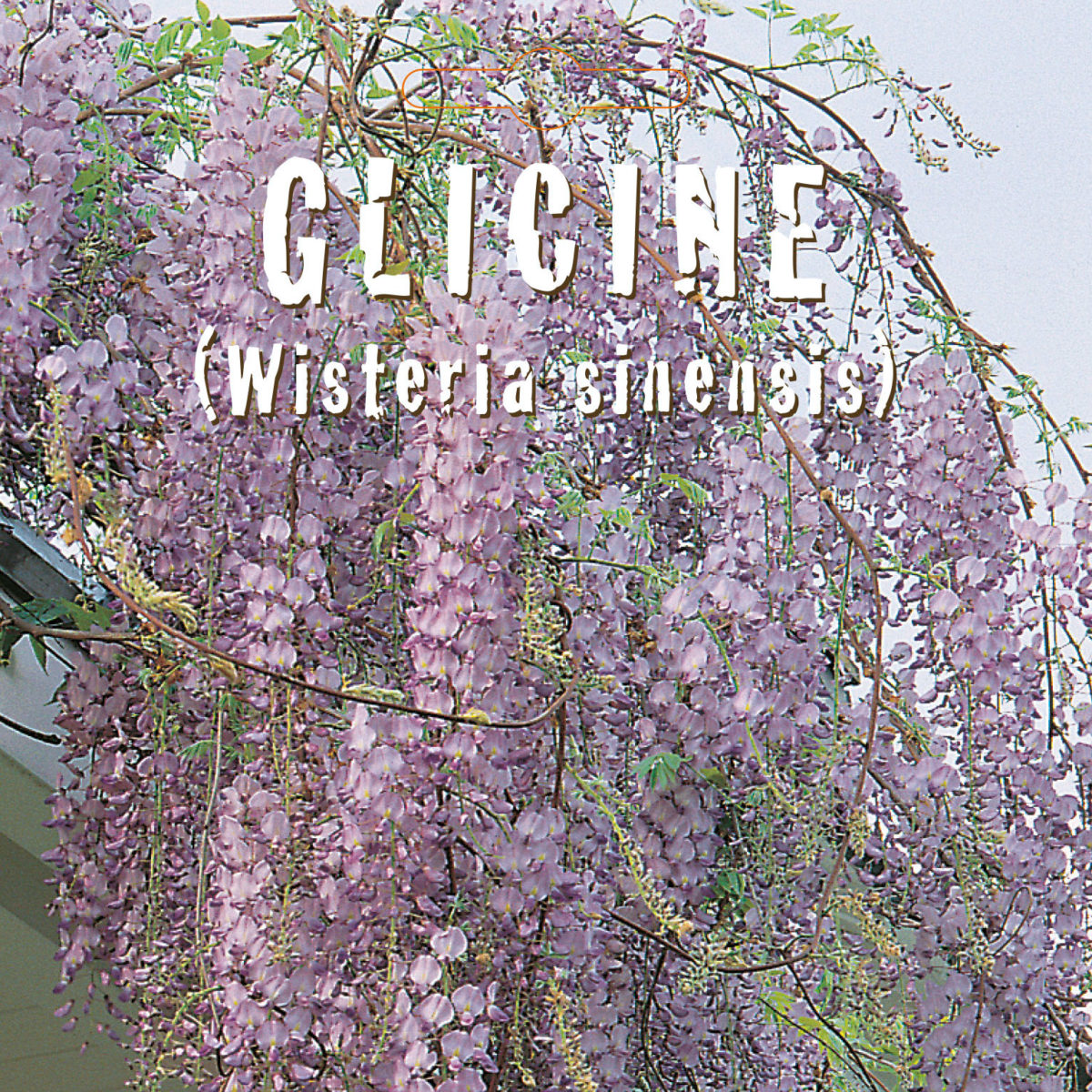 GLICINE Wisteria sinensis