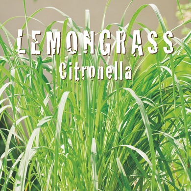 LEMONGRASS CITRONELLA Cymbopogon citratus