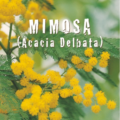 MIMOSA Acacia Delbata