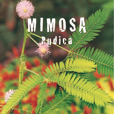 MIMOSA Pudica