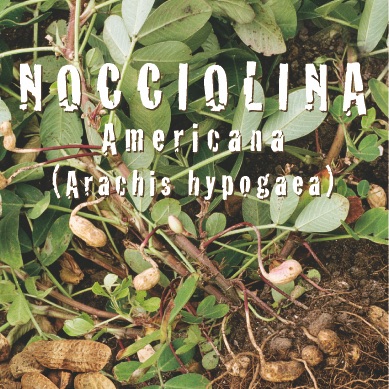NOCCIOLINA AMERICANA Arachis hypogaea