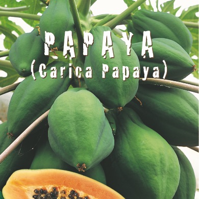 PAPAYA Carica Papaya