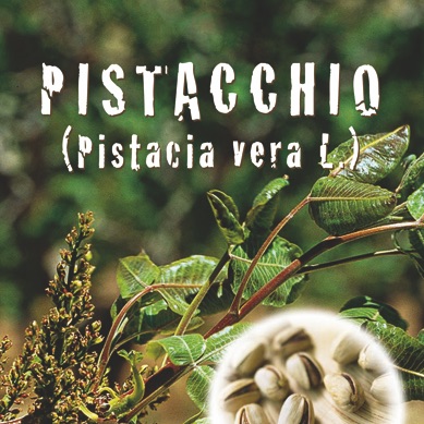 PISTACCHIO Pistacia vera L.