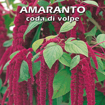 AMARANTO CODA DI VOLPE