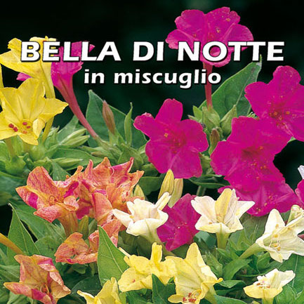 BELLA DI NOTTE IN MISCUGLIO Mirabilis jalapa