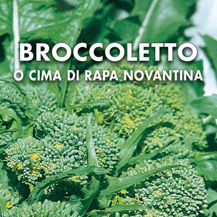 BROCCOLETTO Cima di rapa novantina