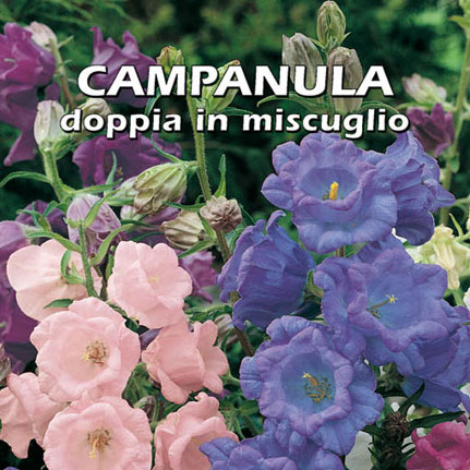 CAMPANULA DOPPIA IN MISCUGLIO Campanula medium