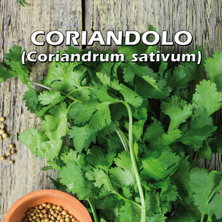 CORIANDOLO Coriandrum sativum