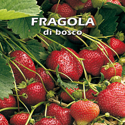 FRAGOLA DI BOSCO Fragaria vesca