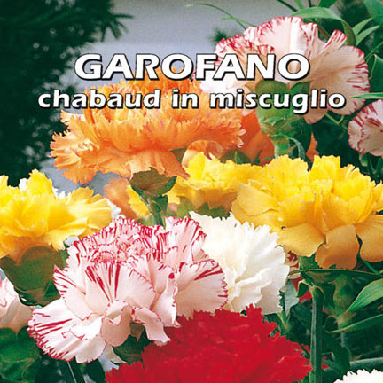 GAROFANO CHABAUD IN MISCUGLIO