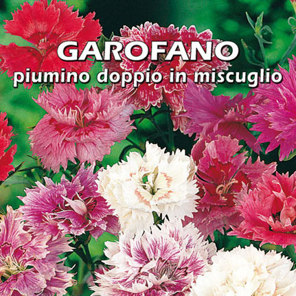 GAROFANO PIUMINO DOPPIO IN MISCUGLIO