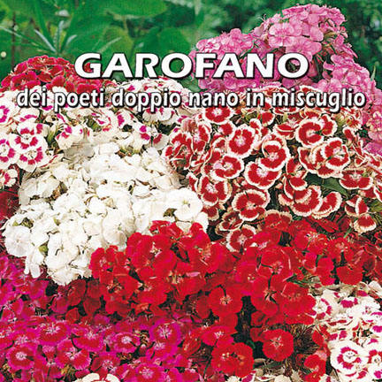 GAROFANO DEI POETI DOPPIO NANO IN MISCUGLIO Dianthus barbatus