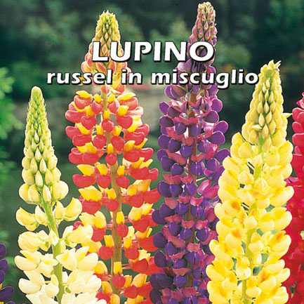 LUPINO RUSSEL IN MISCUGLIO Lupinus polyphyllus