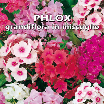 PHLOX GRANDIFLORA IN MISCUGLIO