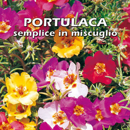 PORTULACA SEMPLICE IN MISCUGLIO Portulaca grandiflora
