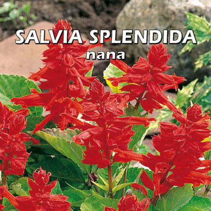 SALVIA SPLENDIDA NANA