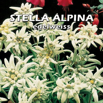 STELLA ALPINA EDELWEISS Leontopodium alpinum