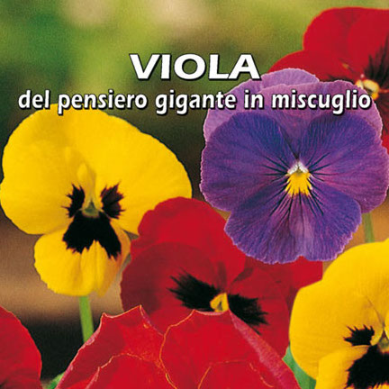 VIOLA DEL PENSIERO GIGANTE IN MISCUGLIO Viola tricolor