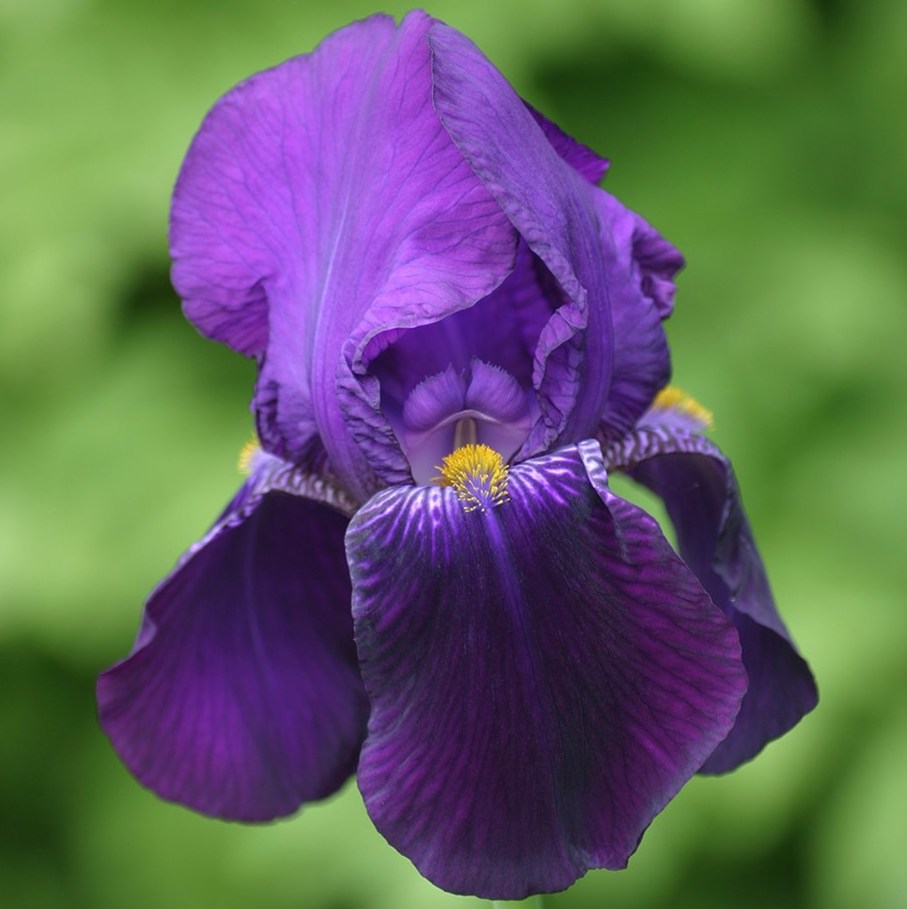 Iris germanica BISHOP'S ROBE (P)