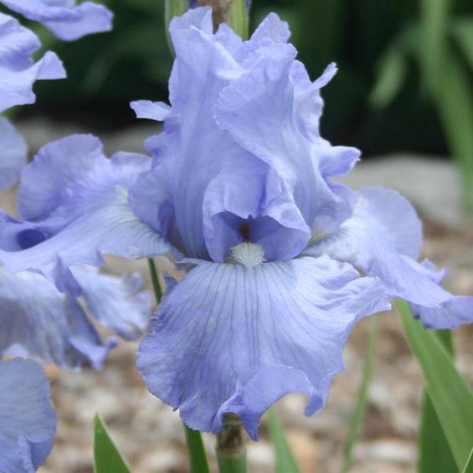 Iris germanica BABBELING BROOK (P)
