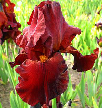 Iris germanica SULTAN'S PALACE