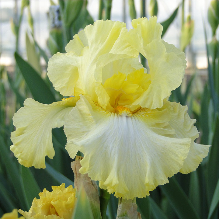 Iris germanica SUMMER OLYMPICS