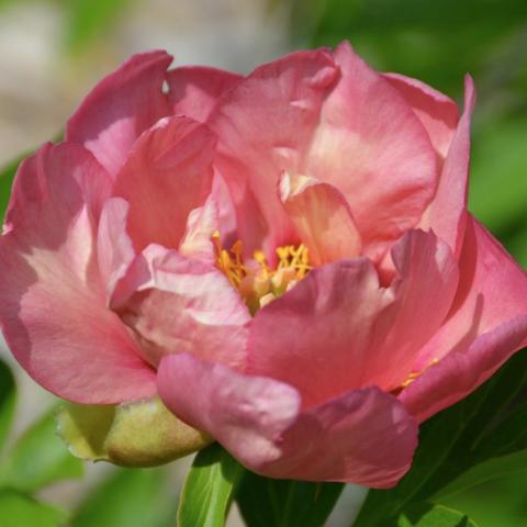 Paeonia Itoh OLD ROSE DANDY