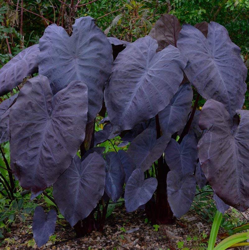 Colocasia esculenta BLACK MAGIC