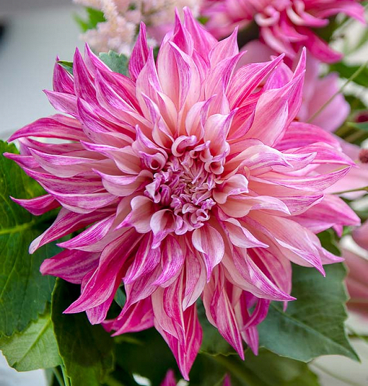 Dahlia (decorativa) CAFE' AU LAIT ROYAL