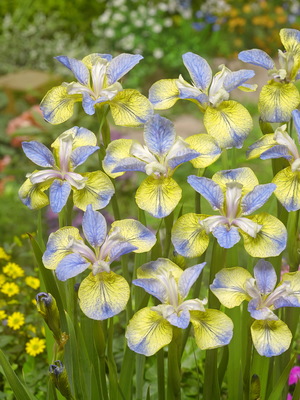 Iris sibirica TIPPED IN BLUE