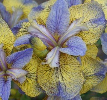 Iris sibirica TIPPED IN BLUE