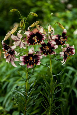 Lilium (asiatico) STRACCIATELLA EVENT