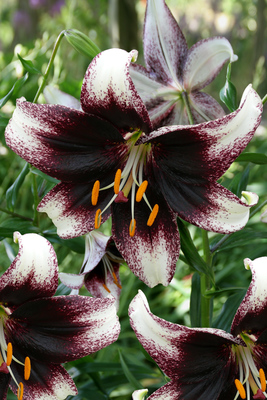 Lilium (asiatico) STRACCIATELLA EVENT