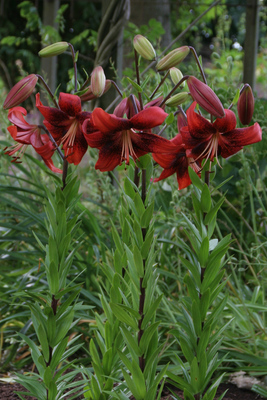 Lilium (asiatico) STRAWBERRY EVENT
