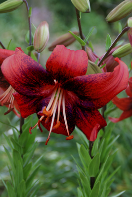 Lilium (asiatico) STRAWBERRY EVENT