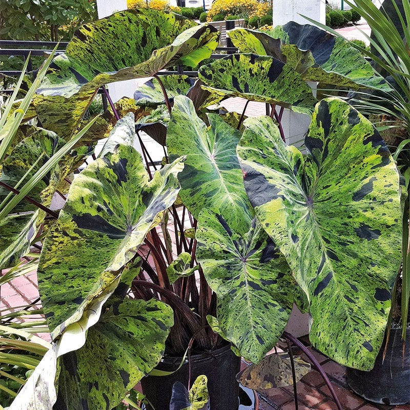 Colocasia esculenta MOJITO ®