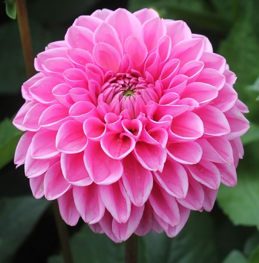 Dahlia (globo) SANDRA