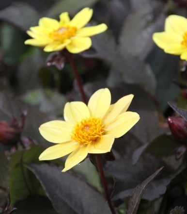 Dahlia (fiore semplice) BISHOP OF YORK