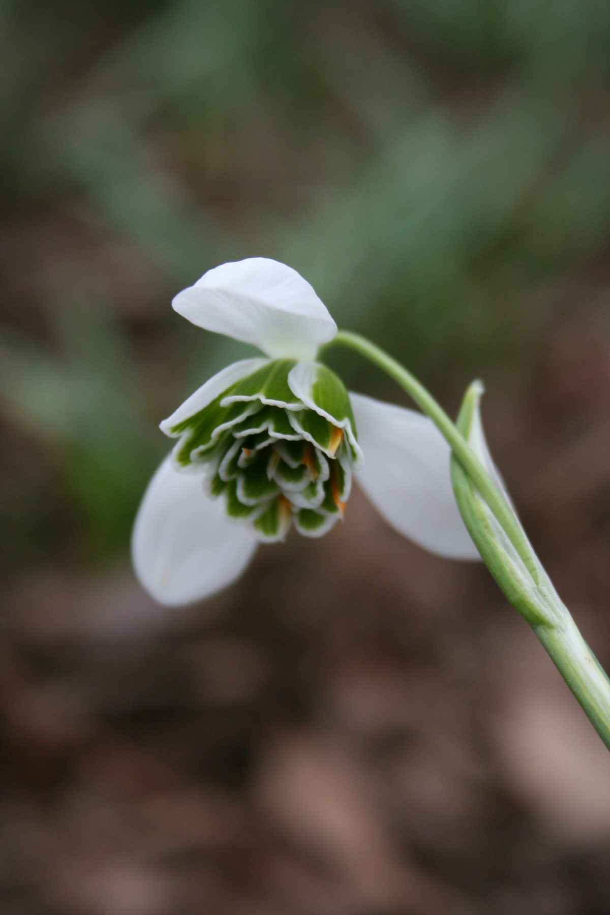 Galanthus X 'Dionysus'